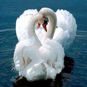 Meet your Posher, Nereida